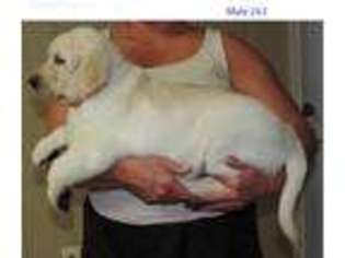 Labrador Retriever Puppy for sale in Guyton, GA, USA