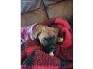 Boxer Puppy for sale in Neche, ND, USA