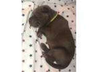 Labrador Retriever Puppy for sale in Henderson, NY, USA
