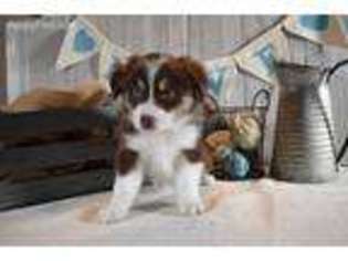 Miniature Australian Shepherd Puppy for sale in Oakdale, CA, USA