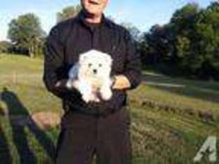 Bichon Frise Puppy for sale in MIDDLETOWN, MD, USA