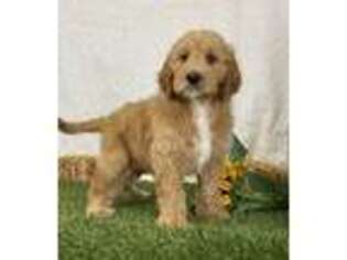 Irish Setter Puppy for sale in Dalton, OH, USA