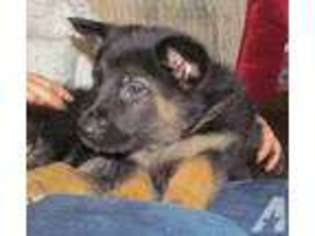 German Shepherd Dog Puppy for sale in ARLINGTON, VA, USA