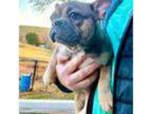 French Bulldog Puppy for sale in Elkin, NC, USA