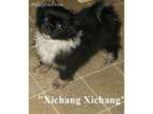 Tibetan Spaniel Puppy for sale in Kingwood, TX, USA