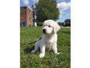 Mutt Puppy for sale in Spring Grove, PA, USA