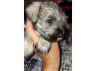 Mutt Puppy for sale in Crystal River, FL, USA