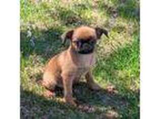 Brussels Griffon Puppy for sale in Lebanon, MO, USA
