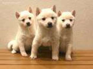 Shiba Inu Puppy for sale in Collinsville, OK, USA