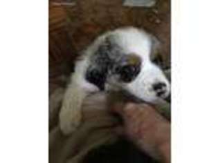 Australian Shepherd Puppy for sale in Auburn, NH, USA