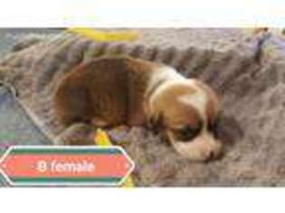 Pembroke Welsh Corgi Puppy for sale in Fulton, MO, USA