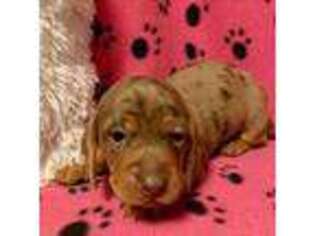 Dachshund Puppy for sale in Franklin, TN, USA