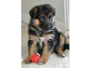 German Shepherd Dog Puppy for sale in DICKINSON, TX, USA