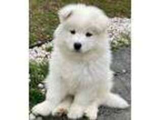 Samoyed Puppy for sale in Wilmington, DE, USA