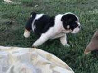 Bulldog Puppy for sale in Springfield, OH, USA