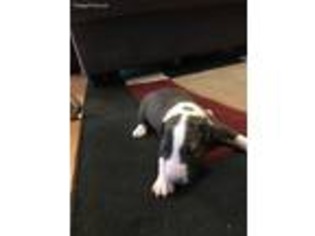 Bull Terrier Puppy for sale in Grand Junction, CO, USA