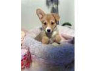 Pembroke Welsh Corgi Puppy for sale in Los Angeles, CA, USA