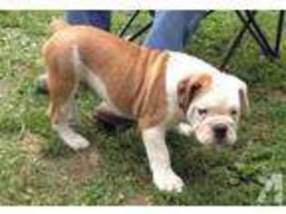 Bulldog Puppy for sale in CYNTHIANA, IN, USA