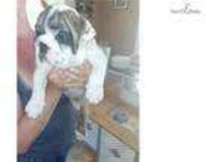 Bulldog Puppy for sale in Grand Rapids, MI, USA