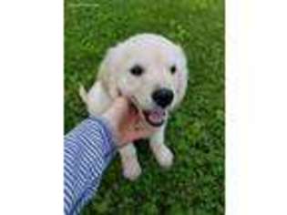 Mutt Puppy for sale in Clarks Grove, MN, USA