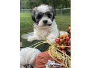 Havanese Puppy for sale in Lexington, NC, USA