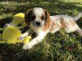 Cavalier King Charles Spaniel Puppy for sale in Menifee, CA, USA