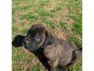 Cane Corso Puppy for sale in Atlanta, GA, USA