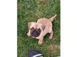 Frenchie Pug Puppy for sale in Girard, OH, USA
