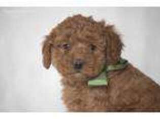 Labradoodle Puppy for sale in Lewisburg, PA, USA