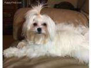 Maltese Puppy for sale in Weaubleau, MO, USA