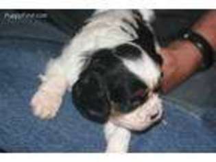 Cavalier King Charles Spaniel Puppy for sale in Bedford, VA, USA