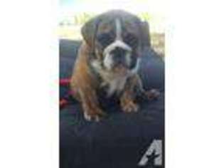 Bulldog Puppy for sale in SAN MARCOS, TX, USA