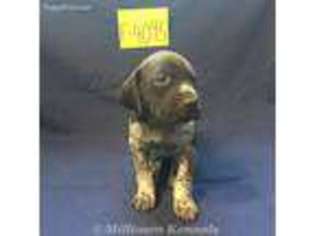 German Shorthaired Pointer Puppy for sale in Jennings, FL, USA