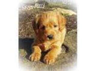 Labradoodle Puppy for sale in Elverson, PA, USA