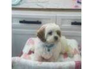 Mutt Puppy for sale in Amityville, NY, USA