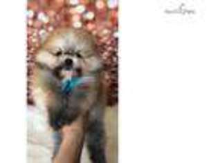 Pomeranian Puppy for sale in Lawrence, KS, USA