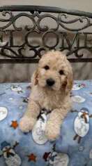 Goldendoodle Puppy for sale in MARYSVILLE, OH, USA