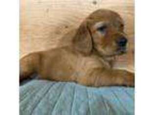 Mutt Puppy for sale in New Haven, VT, USA