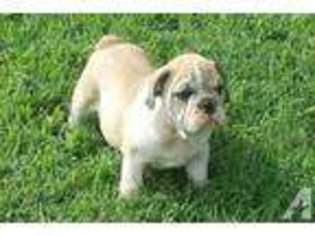 Bulldog Puppy for sale in HULL, GA, USA