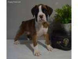 Boxer Puppy for sale in Tuscola, IL, USA