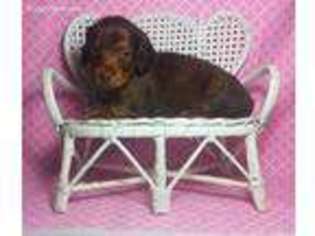 Dachshund Puppy for sale in Glenford, OH, USA
