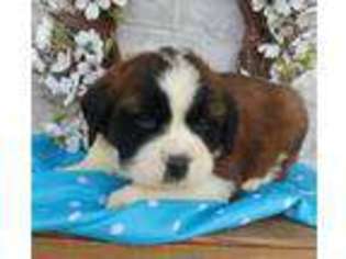 Saint Bernard Puppy for sale in Harlan, IN, USA