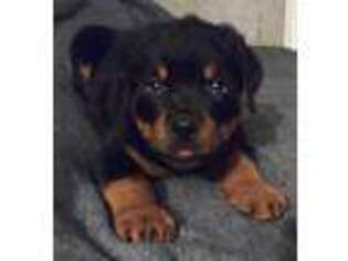 Rottweiler Puppy for sale in Denver, CO, USA