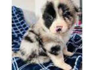 Australian Shepherd Puppy for sale in Charlotte, NC, USA