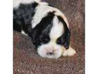 Cocker Spaniel Puppy for sale in Danielsville, GA, USA