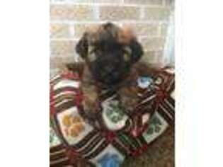 Soft Coated Wheaten Terrier Puppy for sale in Nokomis, IL, USA