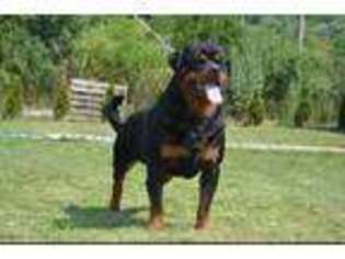 Rottweiler Puppy for sale in Woodburn, IN, USA
