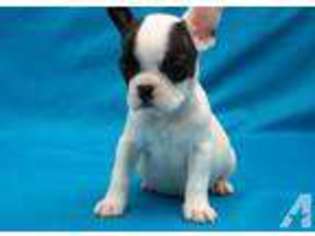 French Bulldog Puppy for sale in BUCYRUS, OH, USA