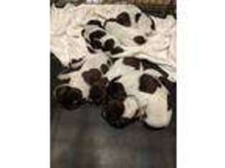 German Shorthaired Pointer Puppy for sale in Athens, TN, USA