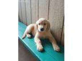 Golden Retriever Puppy for sale in Duvall, WA, USA